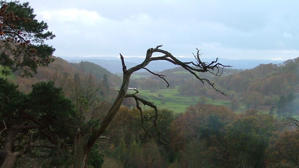 Tree in front of view
